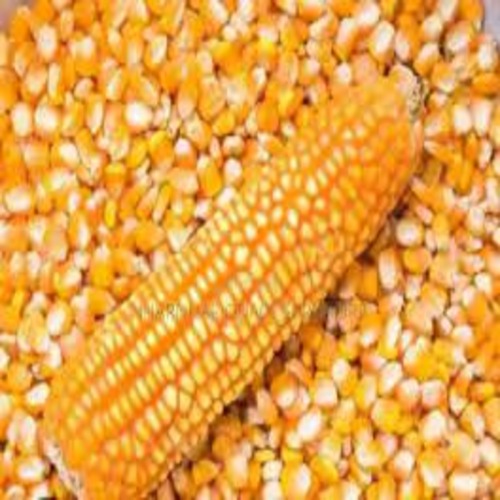 Maize