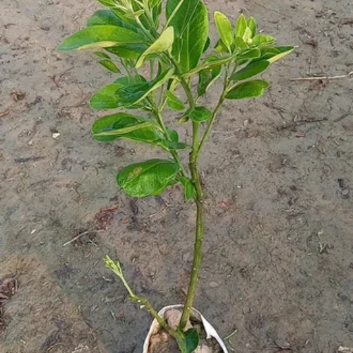 Batabi Fruit Plant