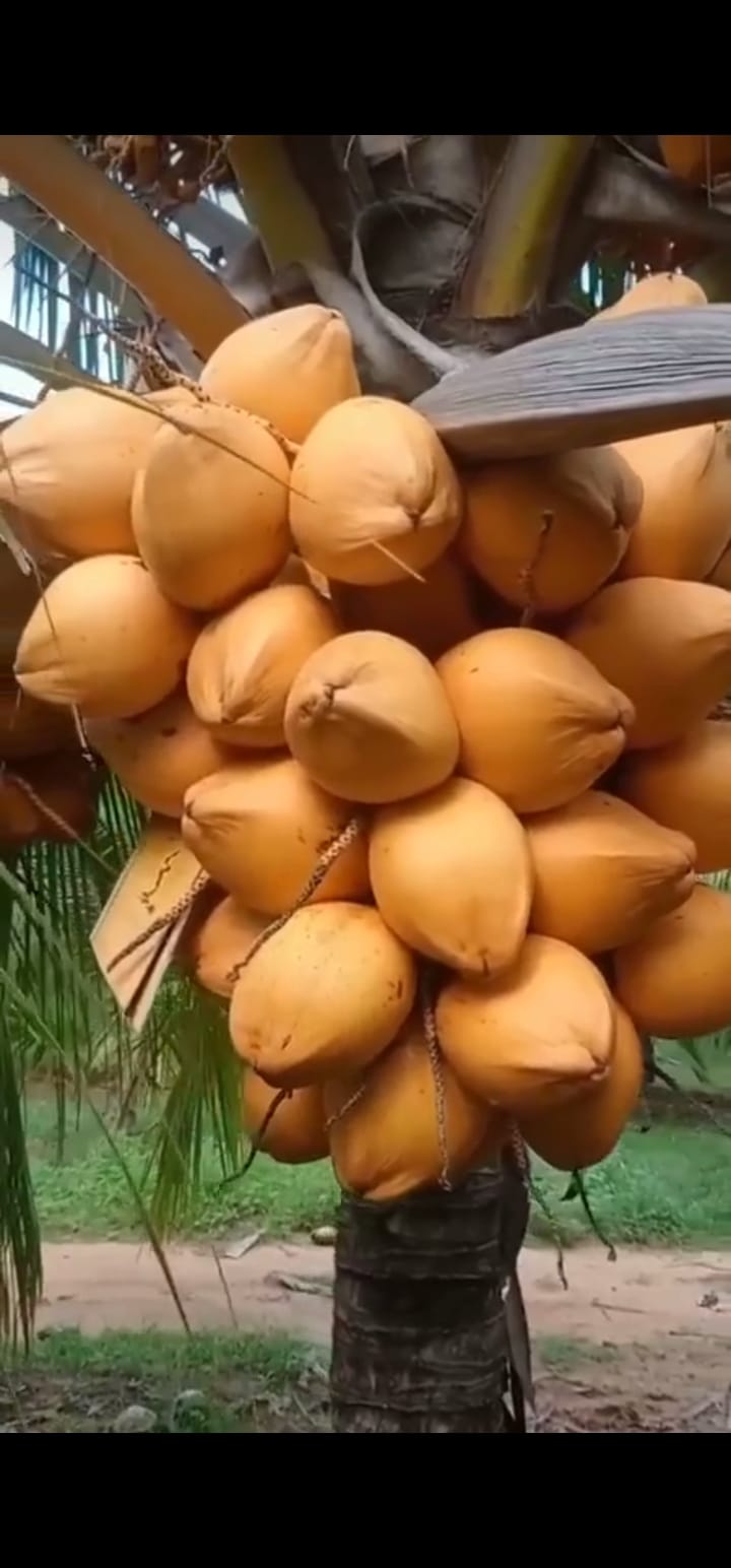 Coconut Tandem
