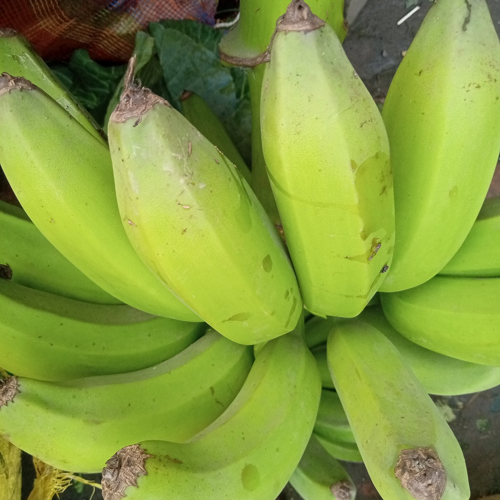 Green bananas