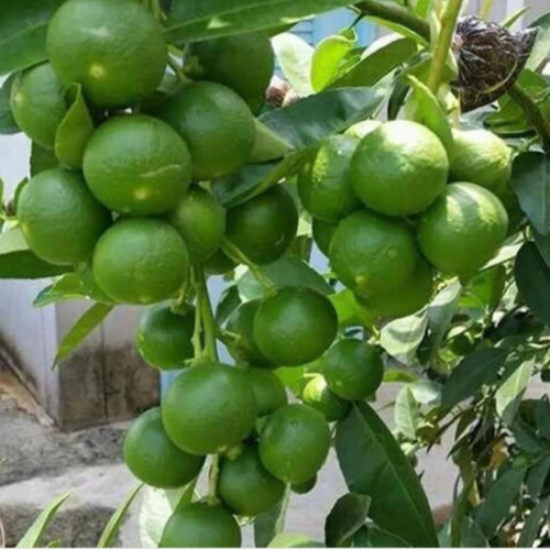 Kolkata Patti Lemon Plant