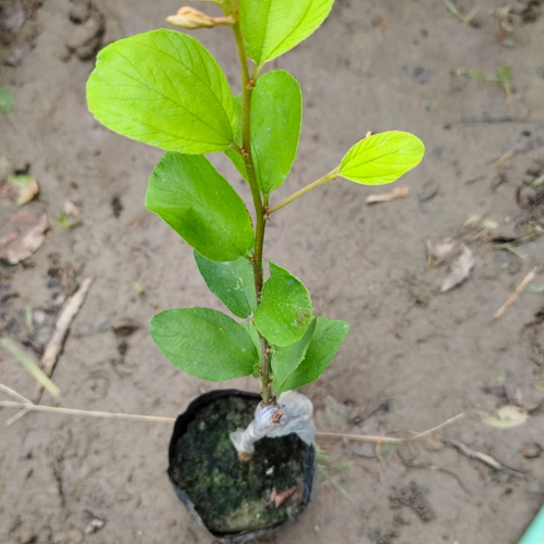 Kashmiri Apple Ber plant
