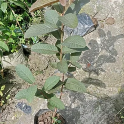 Thai Black Guava Plants