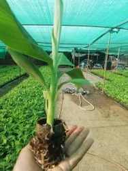 Banana Plants Tissue