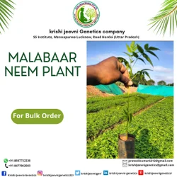 Malabar Neem Plants
