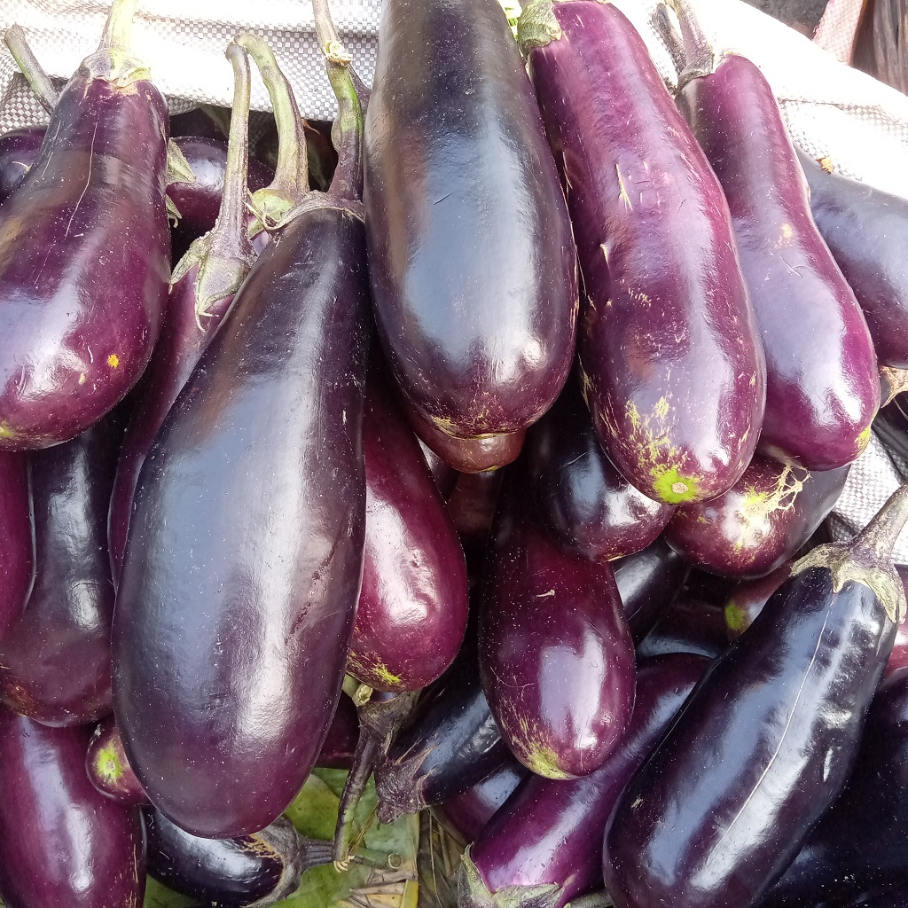 Brinjal