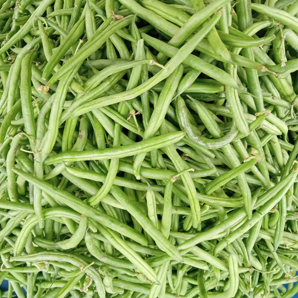 Dry Haricot Beans