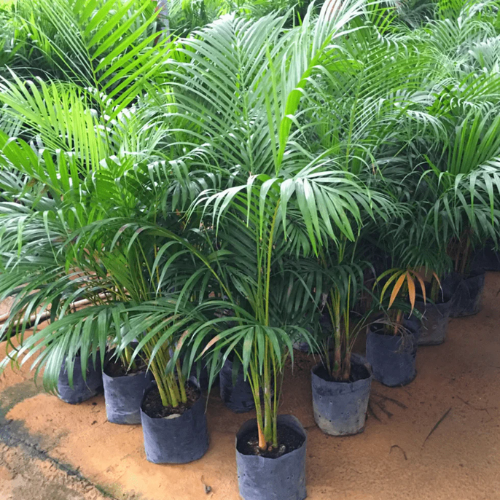 Green Areca Pam Plant